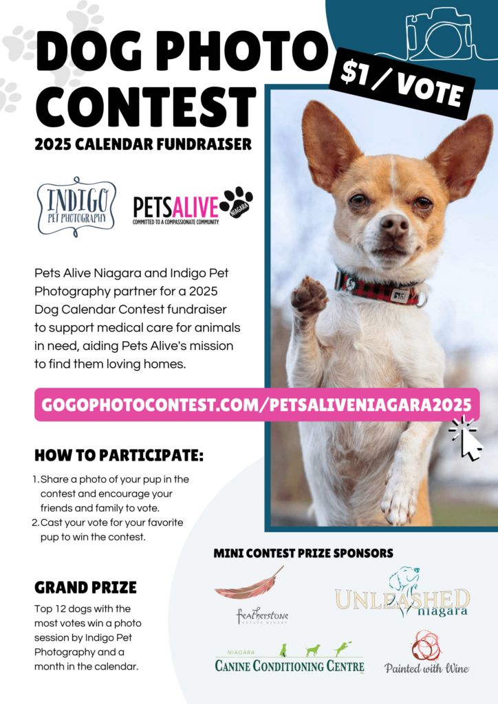 Photo Calendar Contest 2025 Pets Alive Niagara Indigo Pet Photography